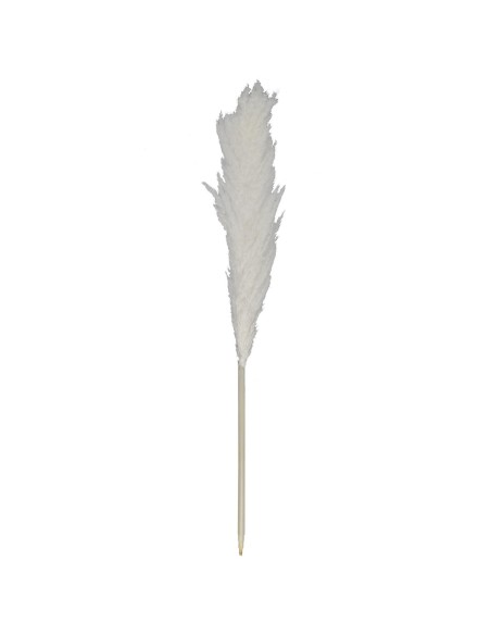 NATURAL - Pampa naturelle H120cm